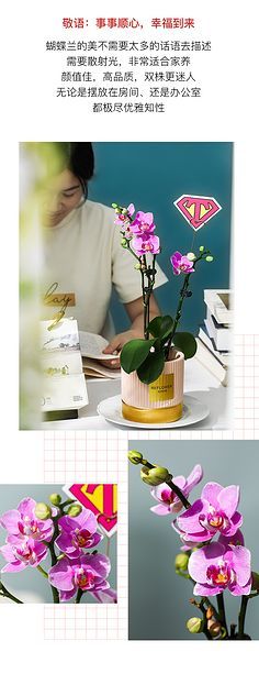 茉莉时节