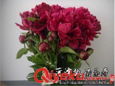 山东菏泽振兴花卉芍药鲜切花红色母亲节礼物婚礼道具婚庆专用,-菏泽开发区振兴花卉部提供山东菏泽振兴花卉芍药鲜切花红色母亲节礼物婚礼道具婚庆专用,的相关介绍、产品、服务、图片、价格菏泽开发区振兴花卉部、牡丹;芍药;大叶女贞;法桐;国槐;百日红;榆叶梅;木瓜;银杏树;柿树;樱花;五角枫;香花槐;千头椿;青桐;白蜡;紫叶李;黄金槐;金丝垂柳;栾树