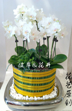 【生日礼物 植物】最新最全生日礼物 植物 产品参考信息