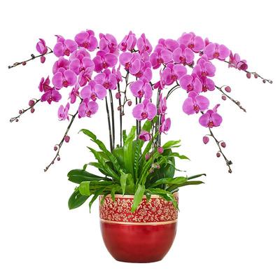 爱优尚蝴蝶兰盆栽带花礼品花卉植物室内客厅兰花乔迁送礼