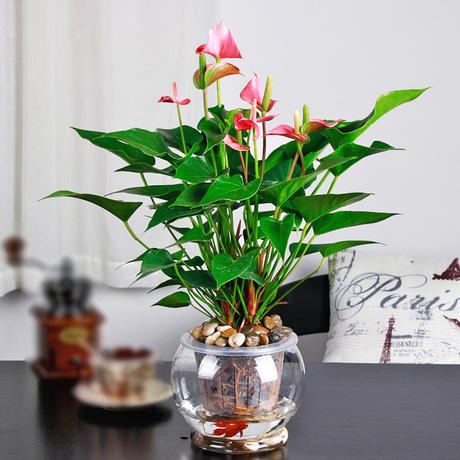 礼品花卉
