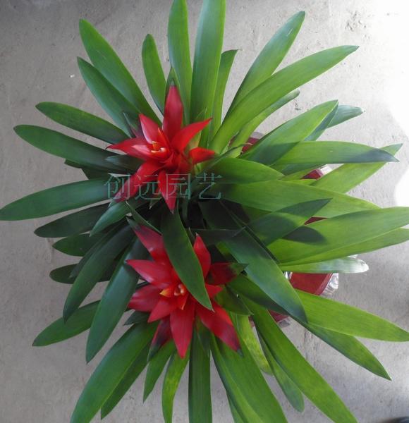 【小红星(长沙花卉绿植盆栽配送速递室内家庭礼品送礼开花办公室)】价格_厂家_图片