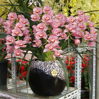 华清园HQY 蕙兰粉美人 年宵花卉 礼品 鲜花 高档花卉 蕙兰 花卉(6699FF) 年宵花卉 馈赠礼品花卉在1号店的价格走势