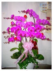 常来花卉蝴蝶兰6枝盆栽上海植物盆栽礼物花配送岚灵花市同城送花(包邮)